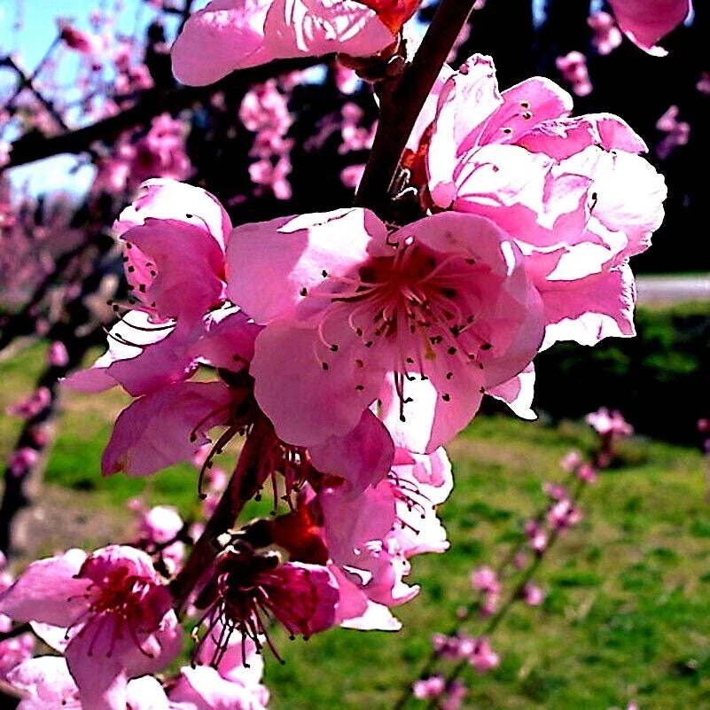 Dwarf Peach Tree Seeds - Loring NEMAGUARD Variety, Prunus persica, Fruit Plant Seeds for Small Gardens and Patios