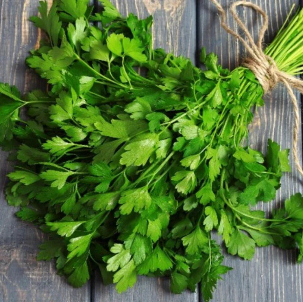 Flat Leafed Parsley Seeds – Petroselinum crispum – Heirloom Culinary Herb – 75 Day Harvest Seed Packet