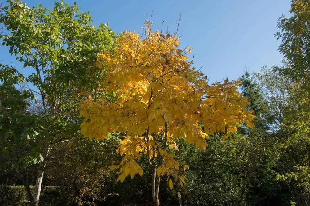 Shellbark Hickory Tree Seedlings - 1 Gallon Pot - Carya laciniosa for Landscaping & Wildlife Habitat