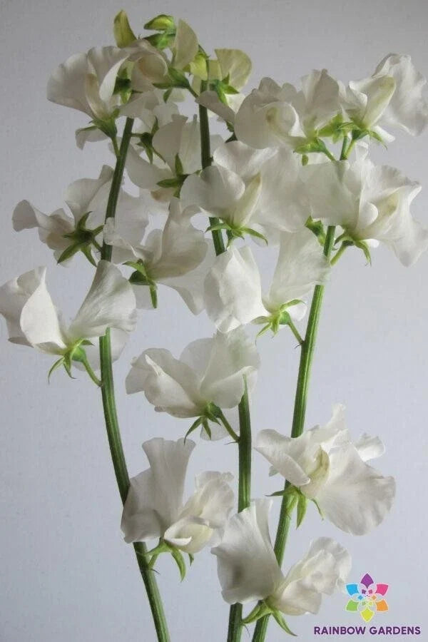 Aphrodite Sweet Pea Seeds - 50+ Premium Lathyrus odoratus Flower Seeds for Garden Climbing Vines