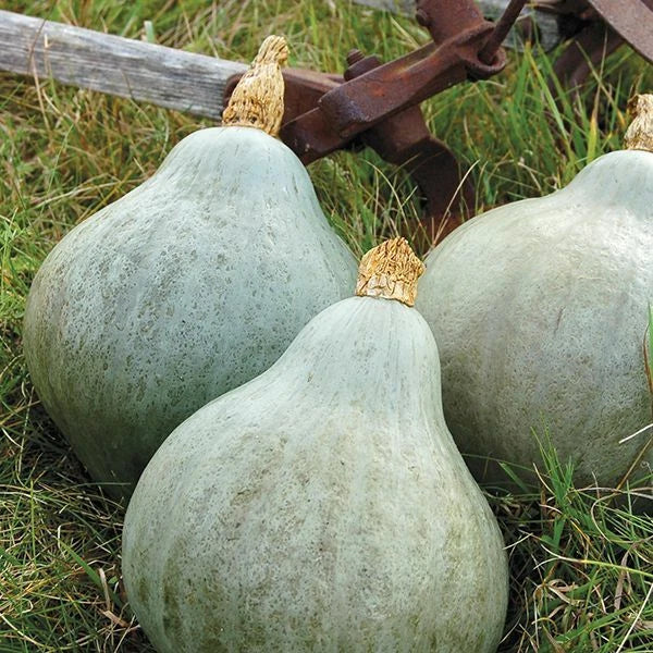 Blue Hubbard Squash Seeds - Heirloom Non-GMO Cucurbita maxima Vegetable Seeds, Vining, 20 Seeds