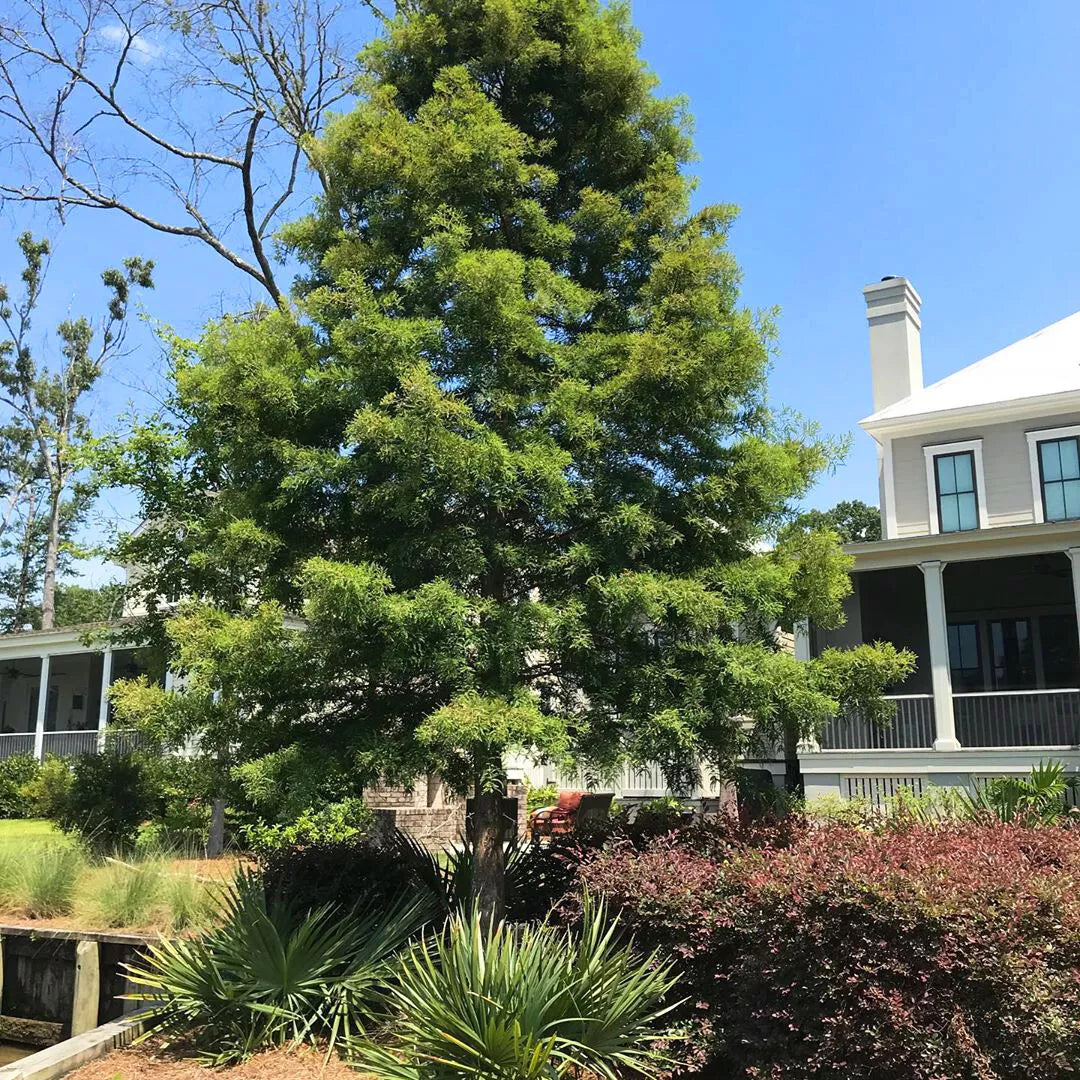 Bald Cypress Live Tree Set of 2 | Taxodium distichum Bare Root 12-16 Inches | Deciduous Conifer for Wet Gardens