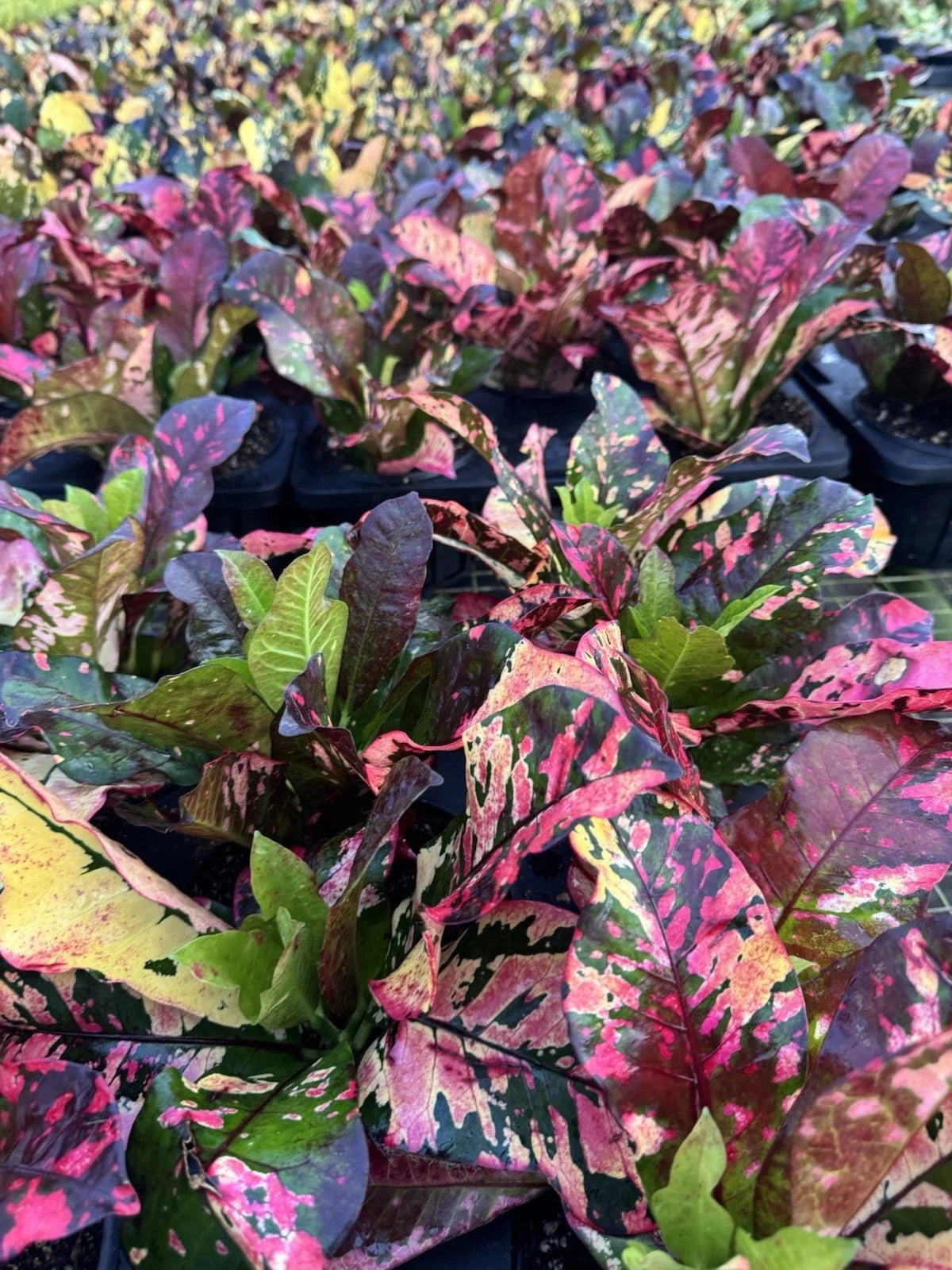 Live Outdoor Plants Set – 4 Assorted Varieties in 4-Inch Pots for Gardens and Patios
