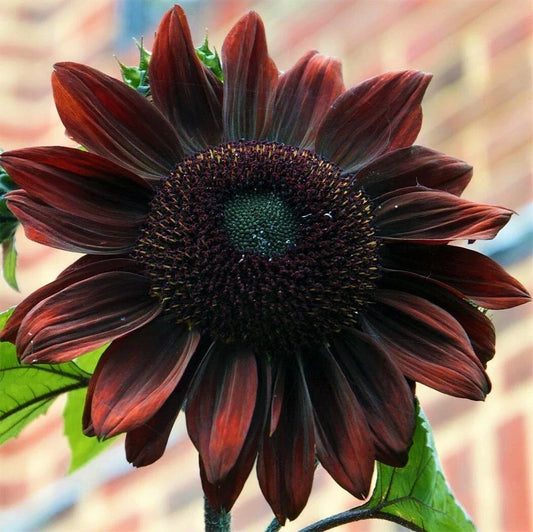 Chocolate Cherry Sunflower Seeds Packet – Helianthus annuus, Maroon Burgundy Deep Red Flowers, Easy to Grow, Pollinator Attracting