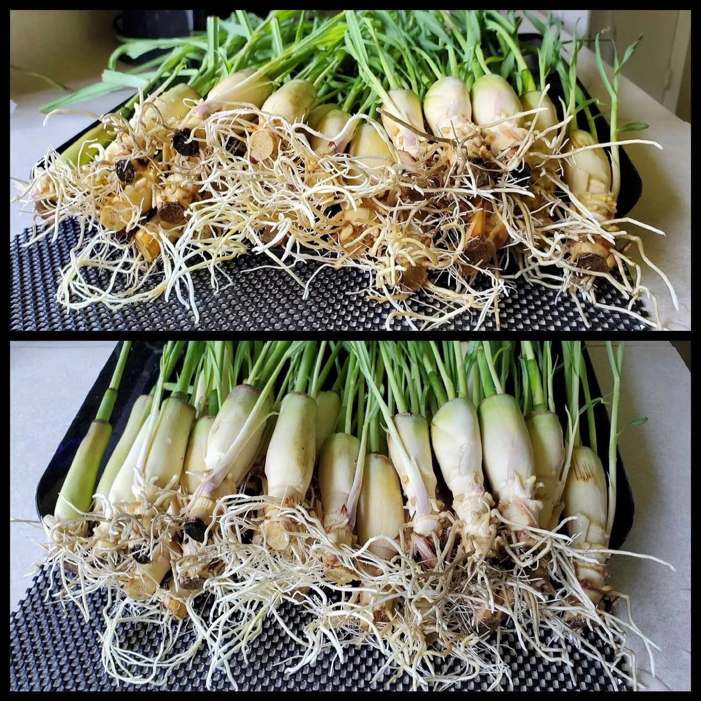 Lemongrass Stalks 5-8 Inches Rooted Cymbopogon citratus for Culinary & Gardening
