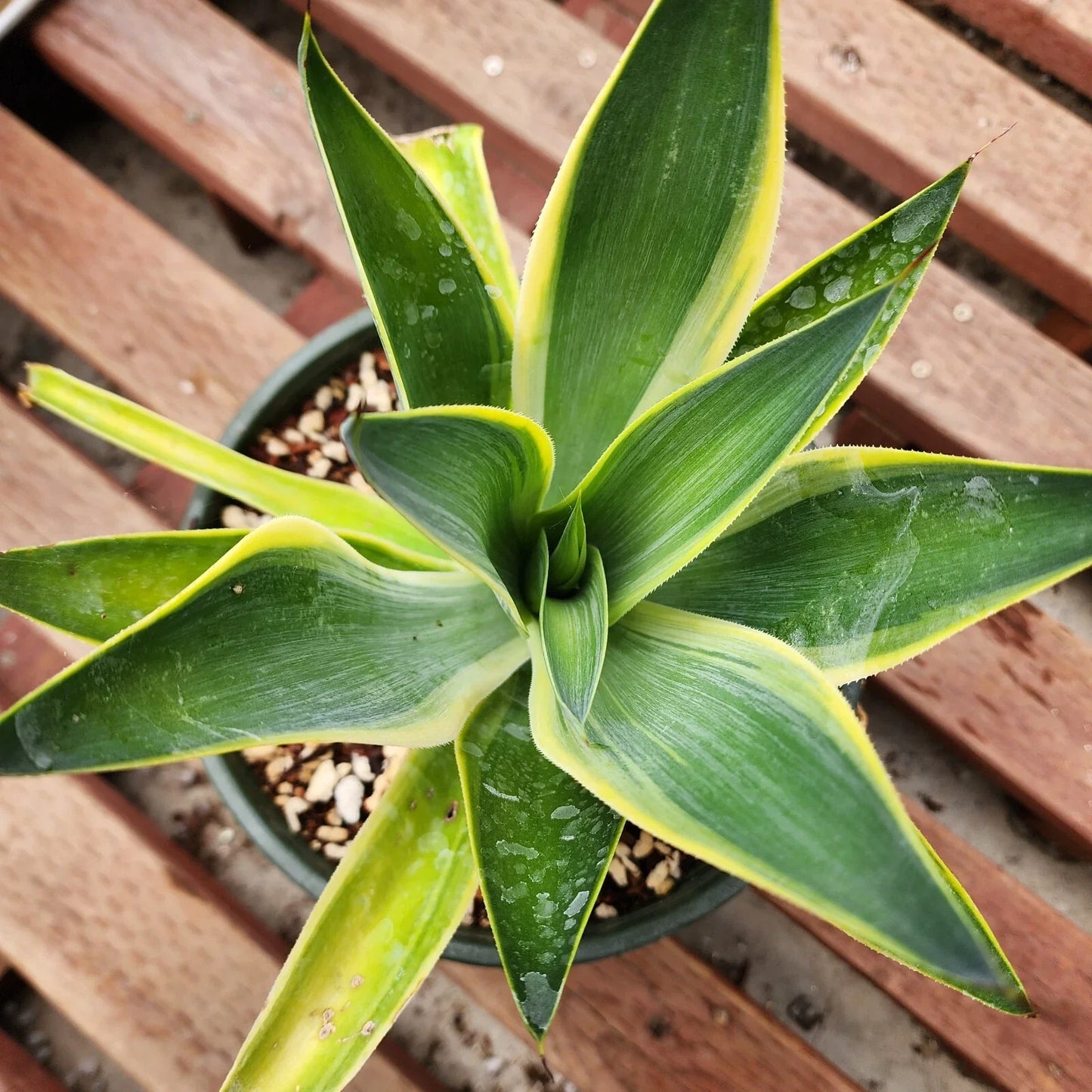 Variegated Agave Blue Flame Starter Plant - Agave americana 'Marginata' - Succulent, Indoor & Outdoor, Easy Care, US Stock