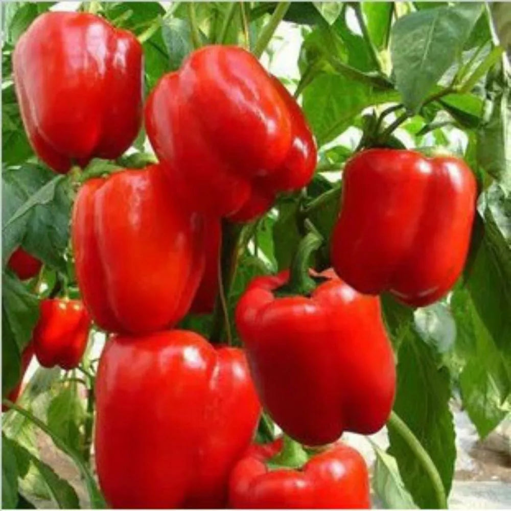 Big Red Sweet Bell Pepper Seeds - Heirloom NON-GMO Capsicum annuum