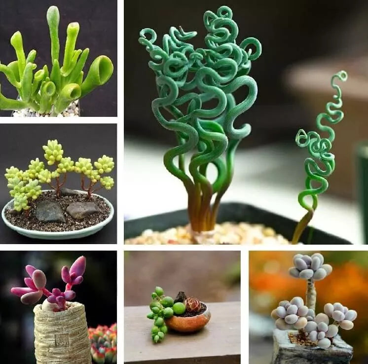 Mixed Rare Succulent Seeds Pack – 100 Seeds for Indoor & Outdoor Gardening, Unique Varieties for Terrariums & Pots