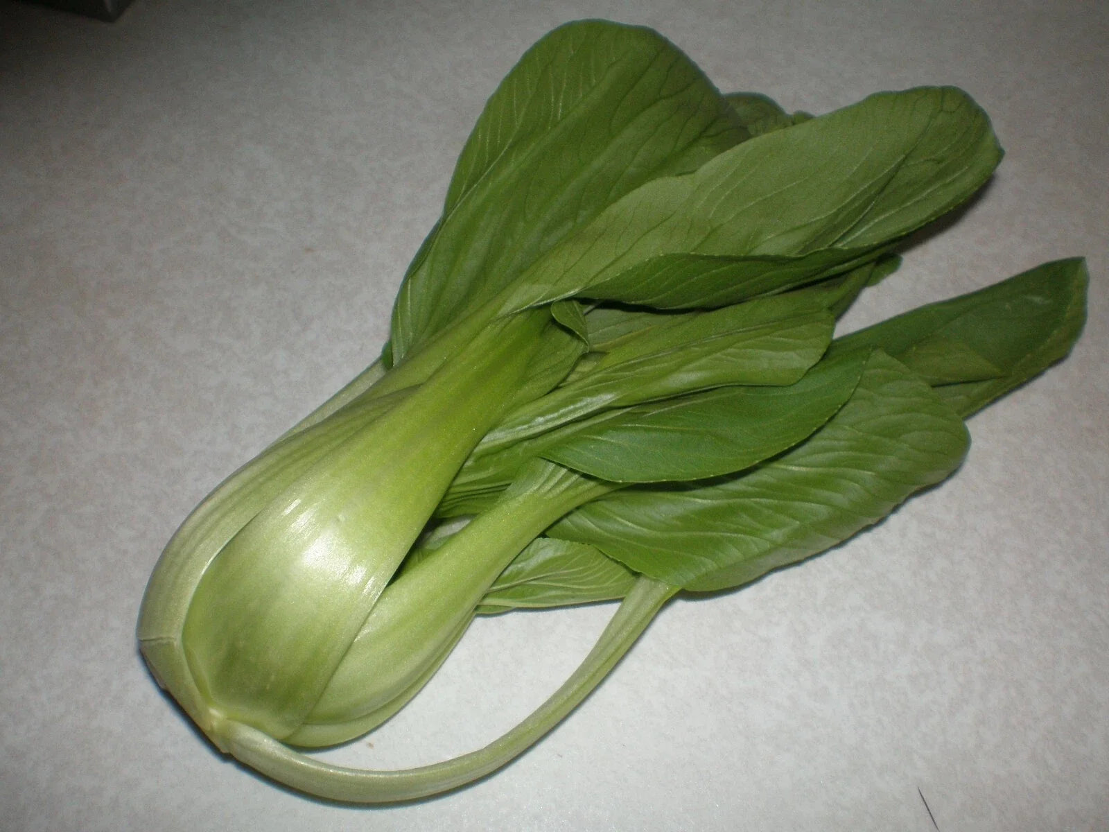 Cabbage Pak Choi Seeds, Taisai Variety, Brassica rapa Chinensis, 2000 Count, Edible Leafy Green, Organic Vegetable Seeds