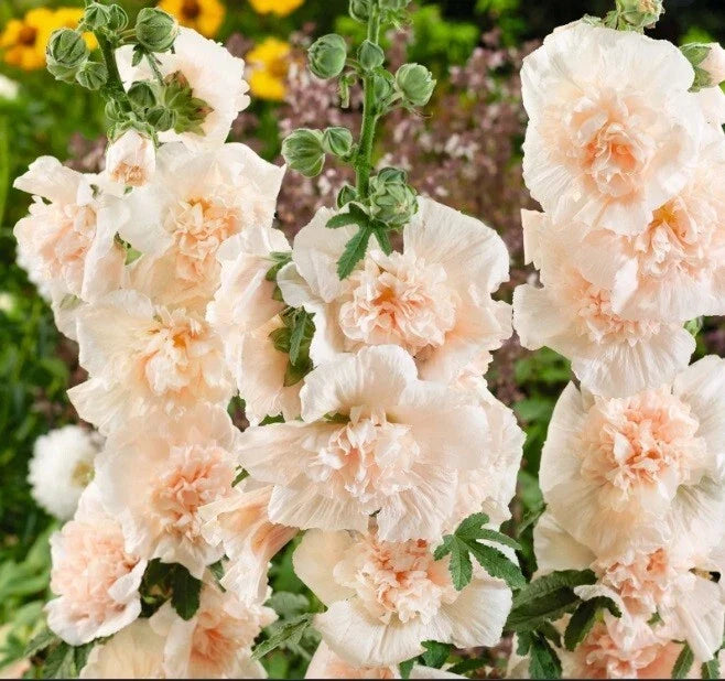 Double Champagne Hollyhock Seeds - 25 Perennial Flower Seeds - Alcea rosea - Tall Elegant Blooms for Borders & Gardens