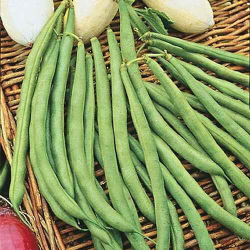 Topcrop Bush Bean Seeds 50+ | Snap Beans Phaseolus vulgaris | Compact, High Yield, Easy Grow