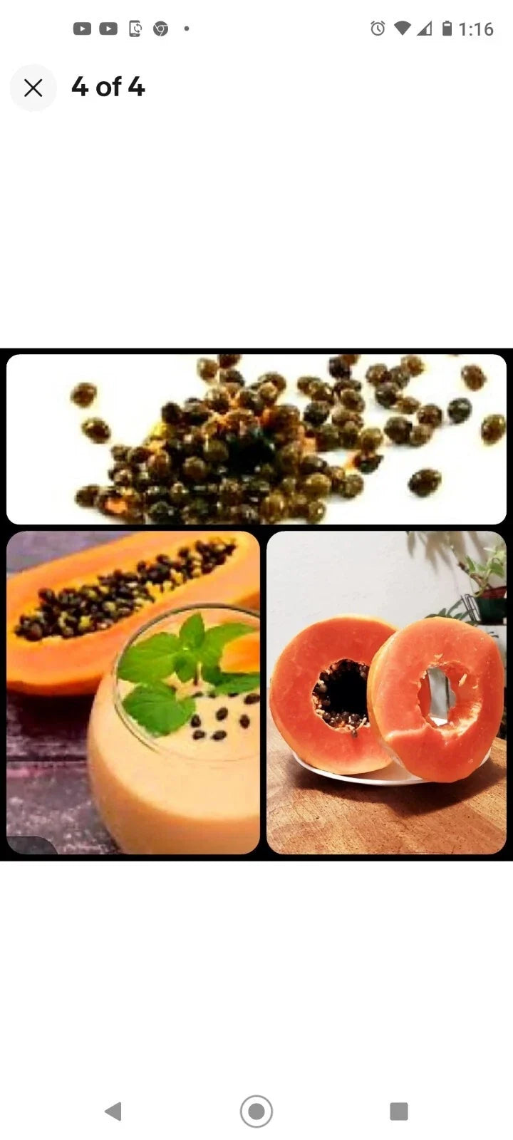 Maradol Papaya Seeds – 25+ Fast-Growing Tropical Carica papaya for Juicy, Sweet Edible Fruit