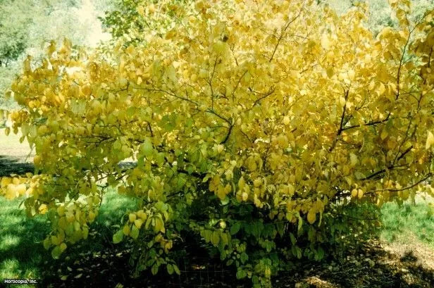 Spicebush Live Plant Set of 2 | Lindera benzoin Bare Root Shrubs for Moist Shade Gardens
