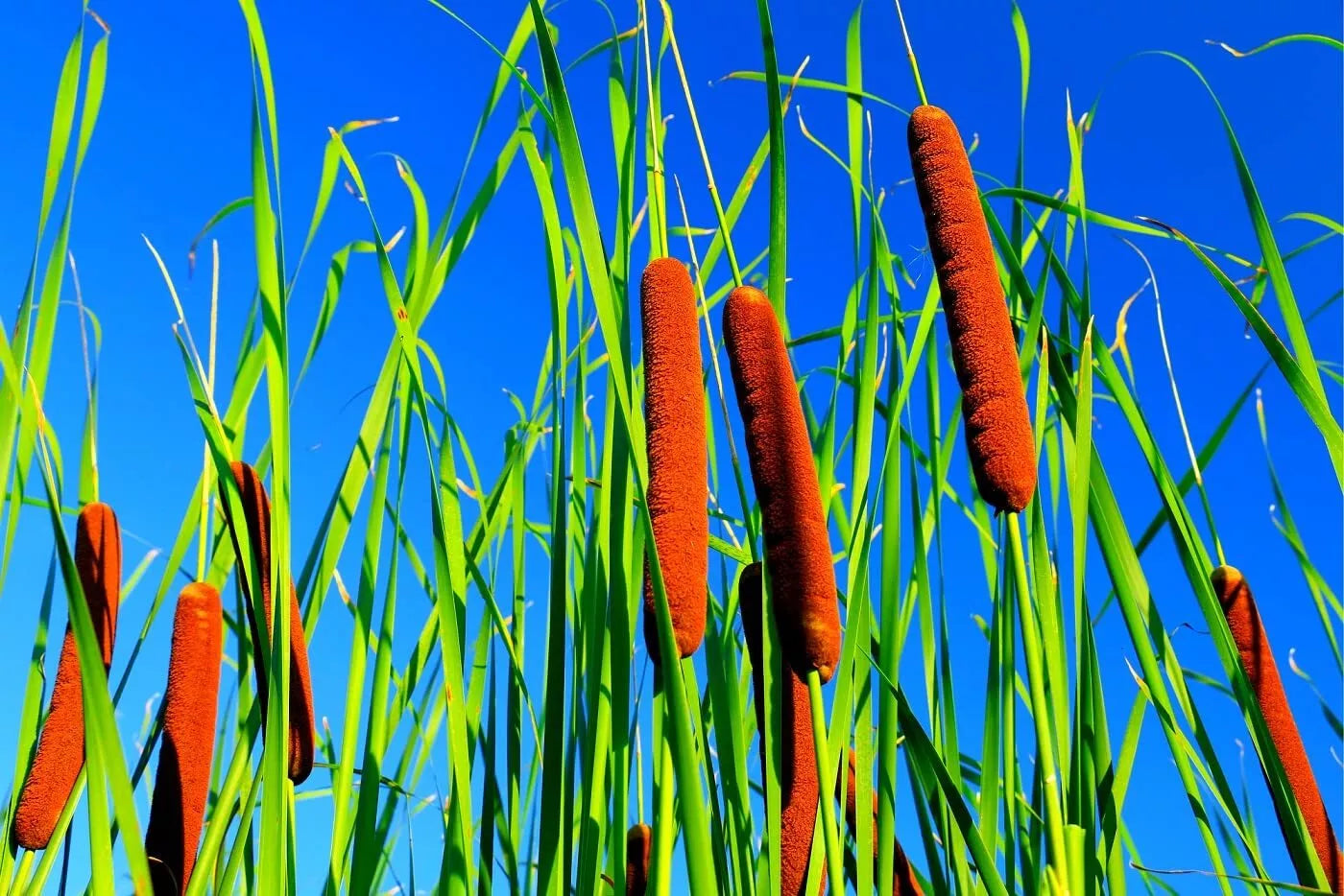 Cattail Seeds for Planting - 2,000+ Seeds - Aquatic Plant for Ponds & Wetlands - Typha latifolia