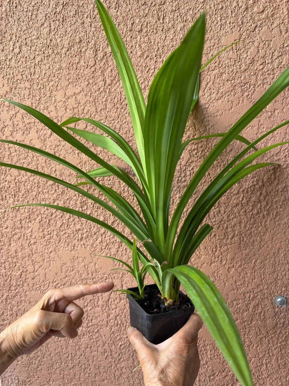 Pandan Live Plant 10-24" Fragrant Pandanus amaryllifolius for Cooking & Aromatherapy