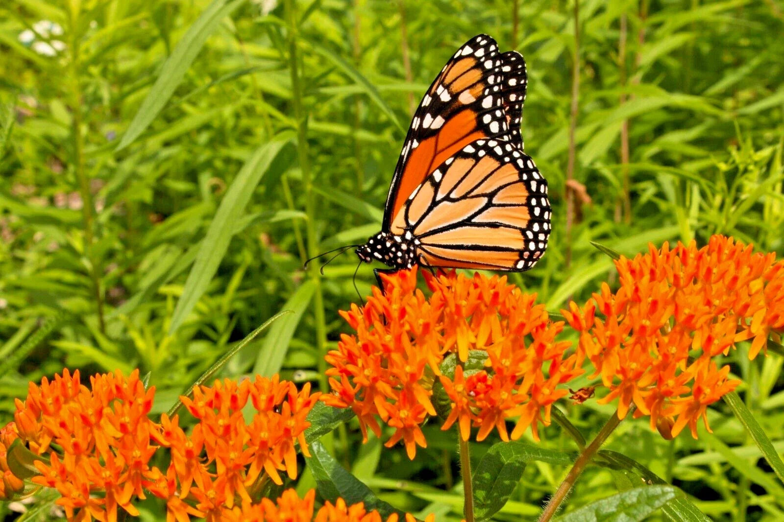 Milkweed Seeds 100 Count - Asclepias Tuberosa, Orange Butterfly Weed, Native Pollinator Plant, Easy to Grow