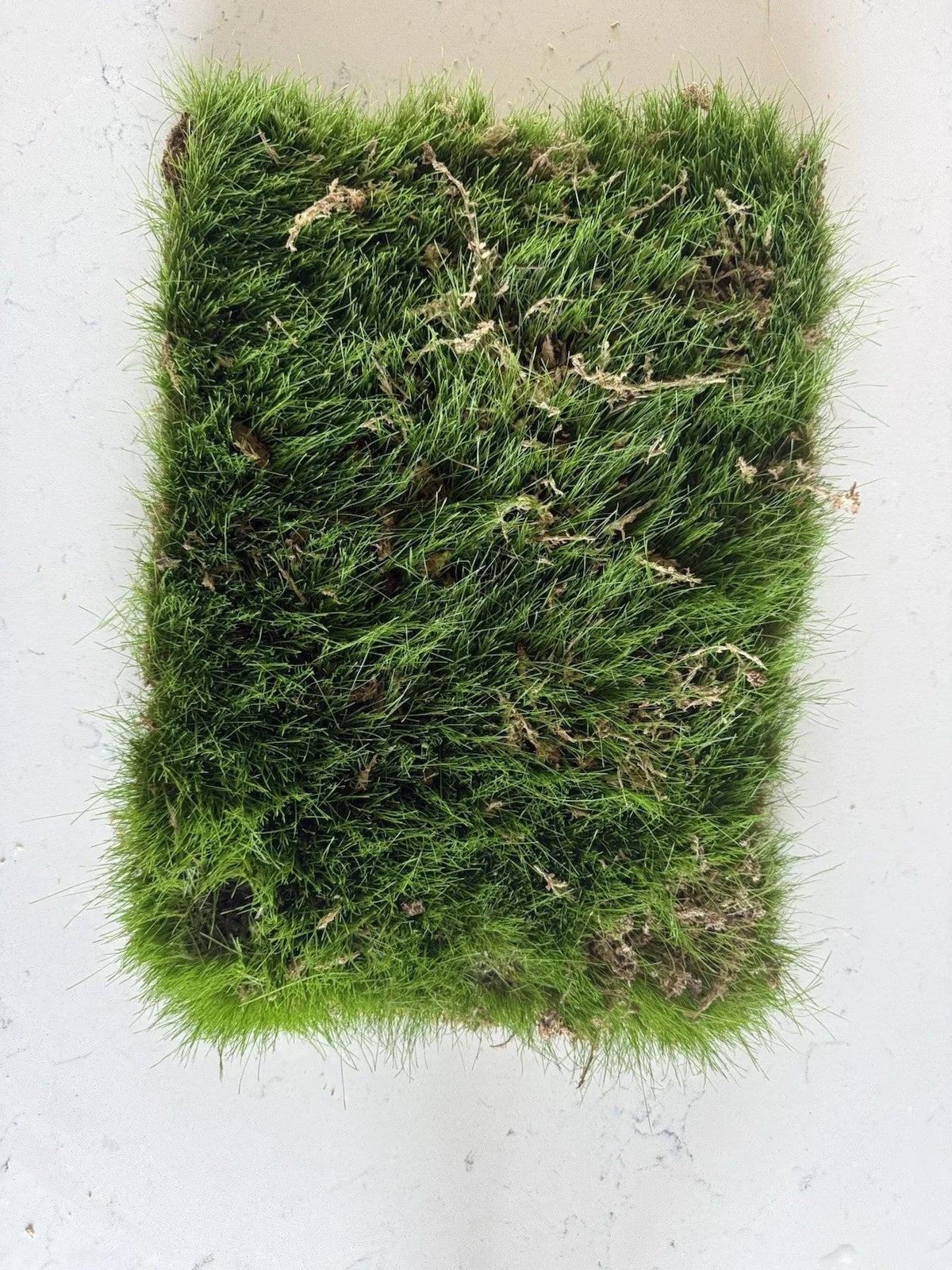 Kentucky Blue Grass Sod Strip 1'x18" Root Bound Poa pratensis for Lawn Turf & Landscaping