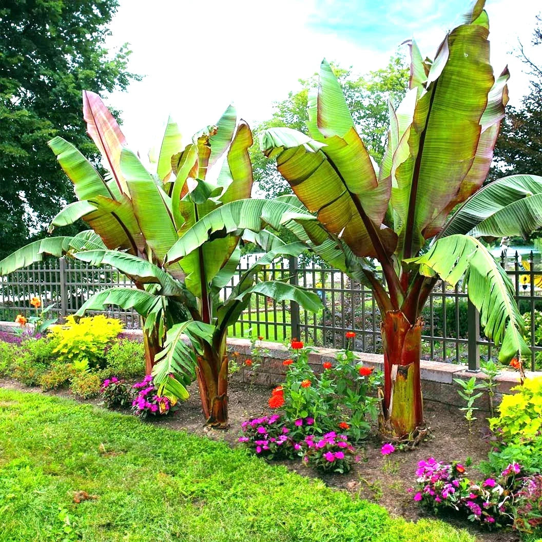 Red Abyssinian False Banana Plant Seeds – Musa Ensete Ventricosum – Rare Tropical Gardening Seeds for Container & Landscape