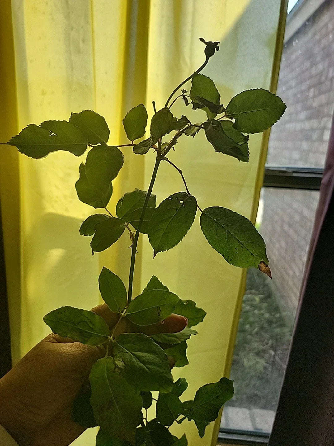 Queen of Elegance Rose Cuttings - 10 Inch - Rosa 'Queen of Elegance' - Premium Gardening Supplies
