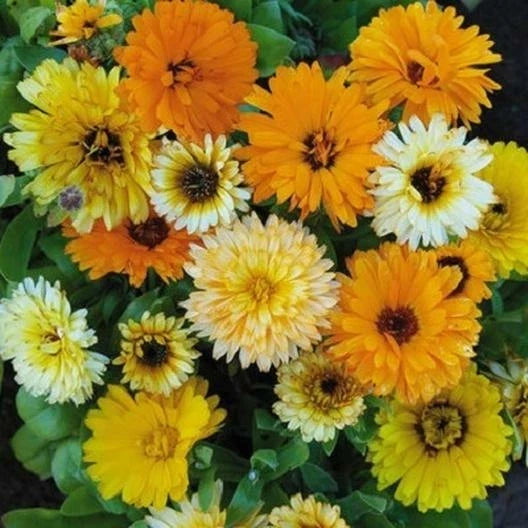 Calendula Seeds - Fiesta Gitana Dwarf Mix - Edible Heirloom Marigold Flowers - 100 Seeds