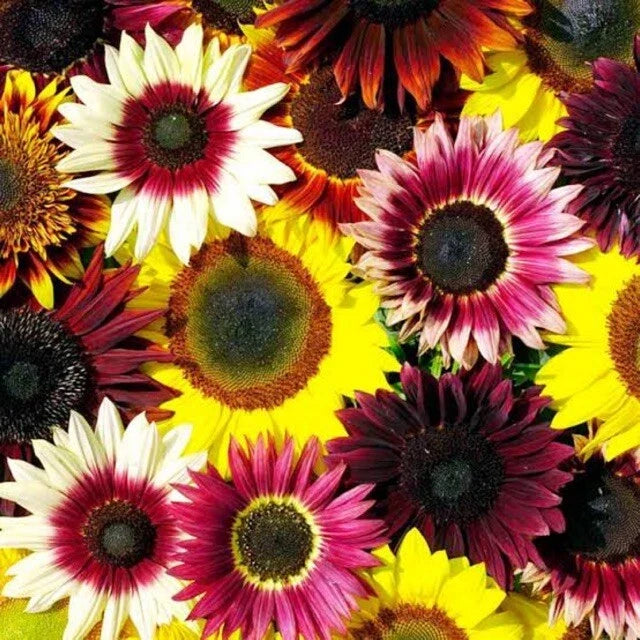 Sunflower Seeds - Rainbow Mix Pack - Perennial Helianthus Annuus Flowers for Garden, Borders & Containers