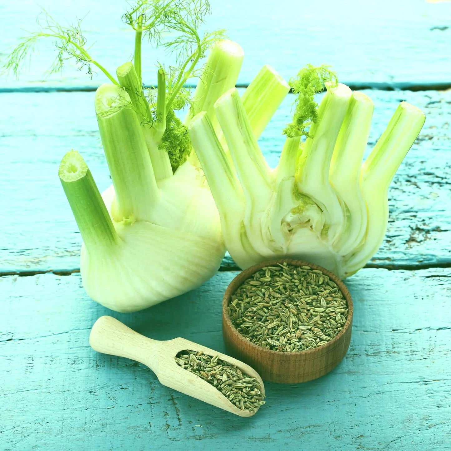 Florence Fennel Seeds 50+ | Organic Herb Seeds for Full Sun | Foeniculum vulgare | Hardy Zones 2-10