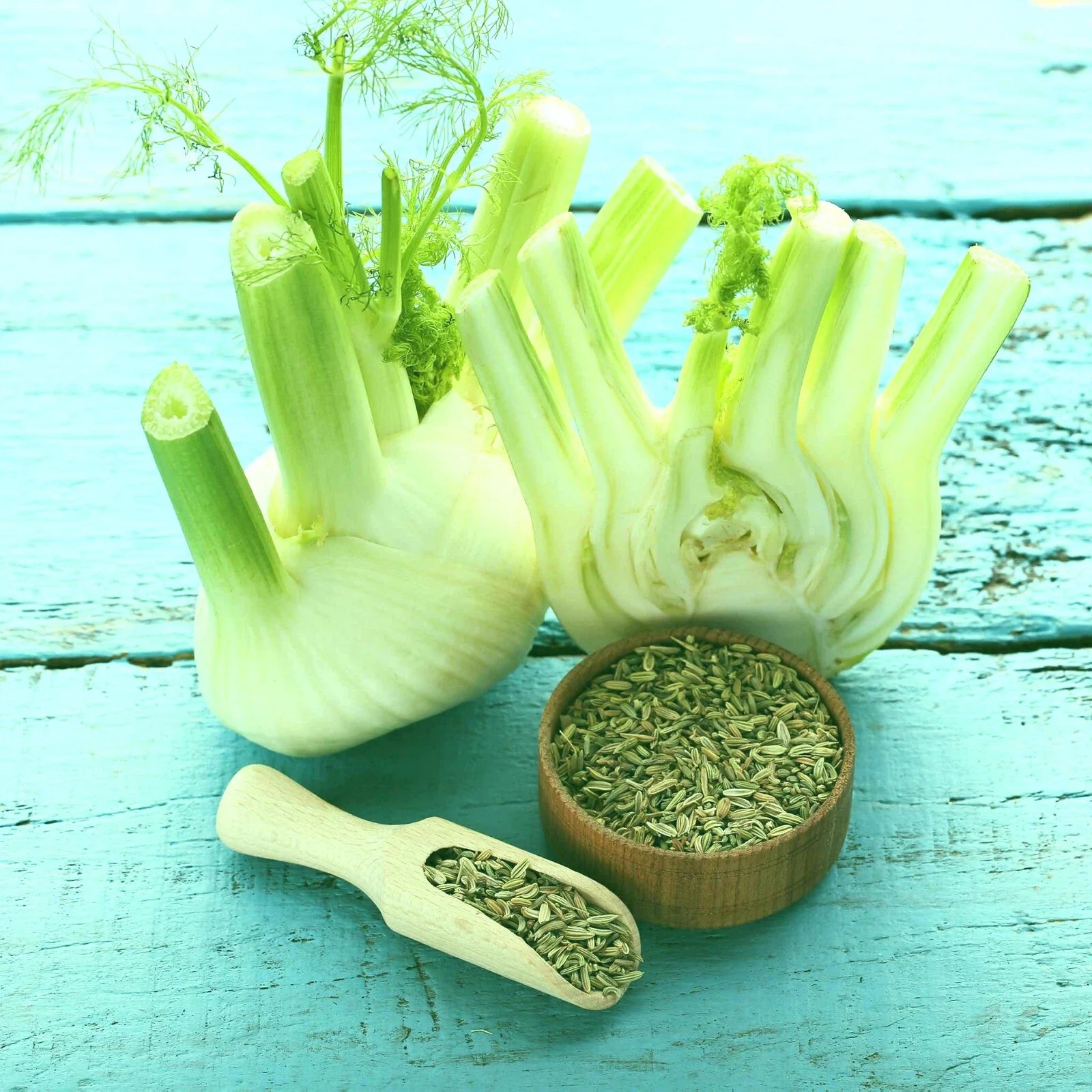 Florence Fennel Seeds 50+ | Organic Herb Seeds for Full Sun | Foeniculum vulgare | Hardy Zones 2-10