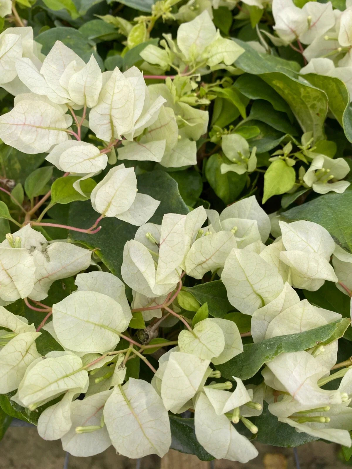 Bougainvillea glabra Starter Plant - Sunstone White Bare Root Vining Flowering Shrub for Garden, Pots, Trellises
