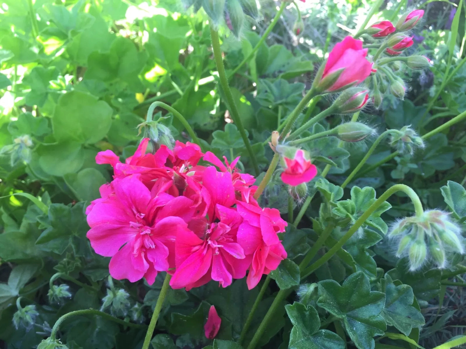 Hot Pink Pelargonium Peltatum Ivy Geranium Live Plant Starter Cuttings – Vibrant Blooms for Containers & Hanging Baskets