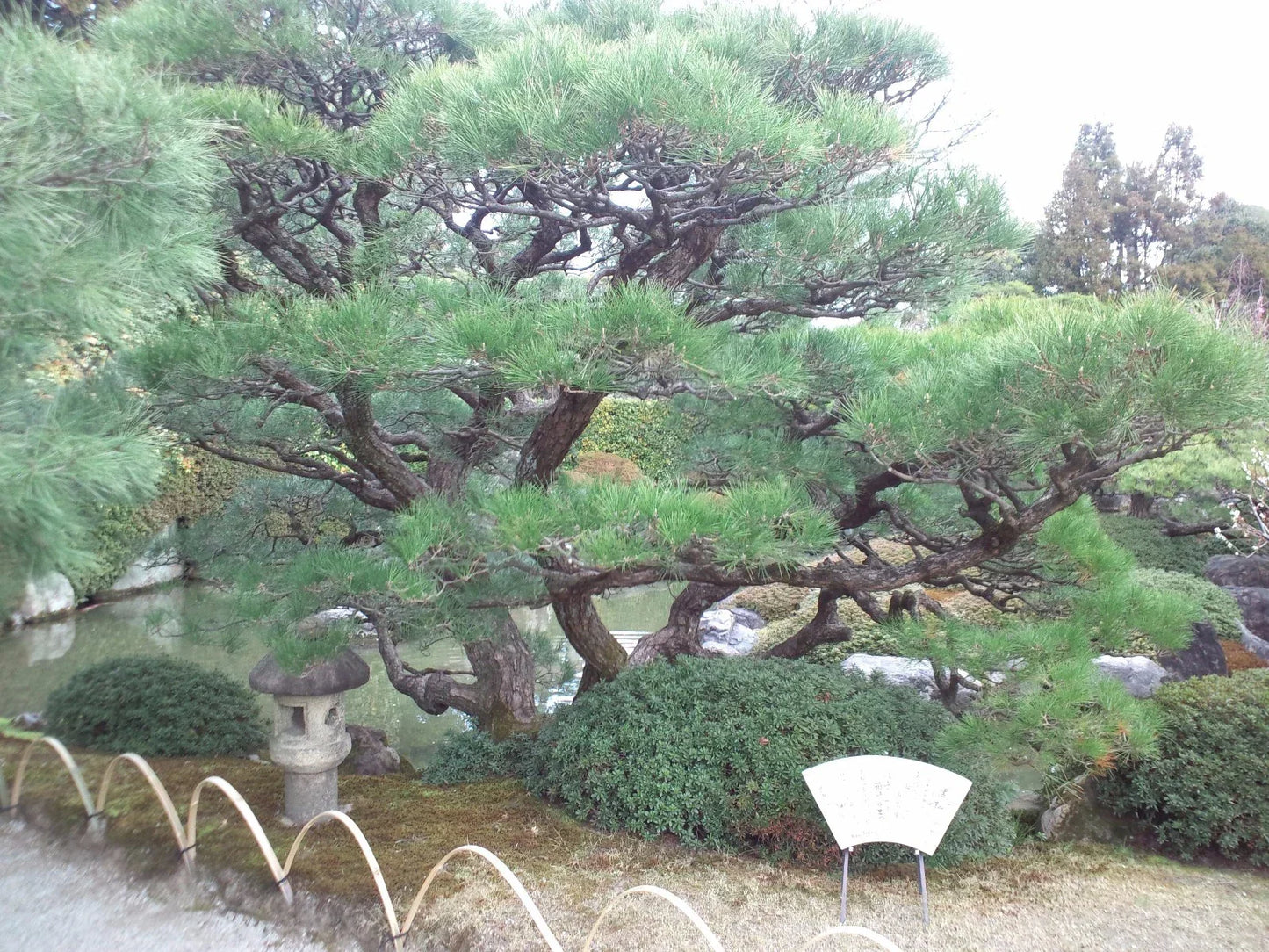 Japanese Black Pine Tree Seeds - 15 Seeds - Pinus thunbergii for Bonsai & Landscaping