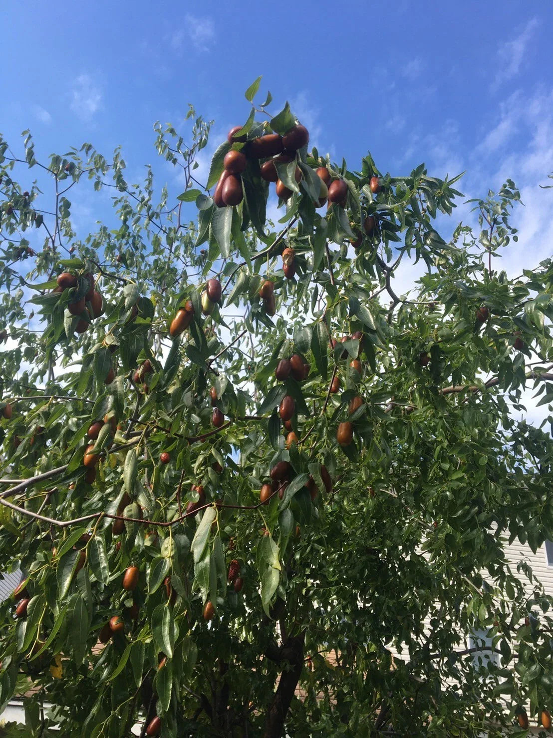 Tigertooth Jujube Tree Cuttings - 6-8 Inch Fresh Hardened Twigs for Grafting - Ziziphus jujuba 'Tigertooth'