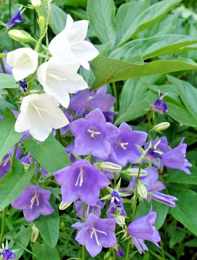 Peach Leaf Bellflower Seeds 255 Count Blue White Mix Campanula persicifolia Perennial Plant