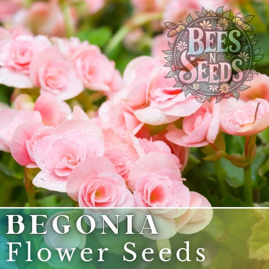Begonia Seeds - Silken Charm - Non-GMO Flower Seeds for Gardens & Containers - Begonia x tuberhybrida, Vibrant Colors