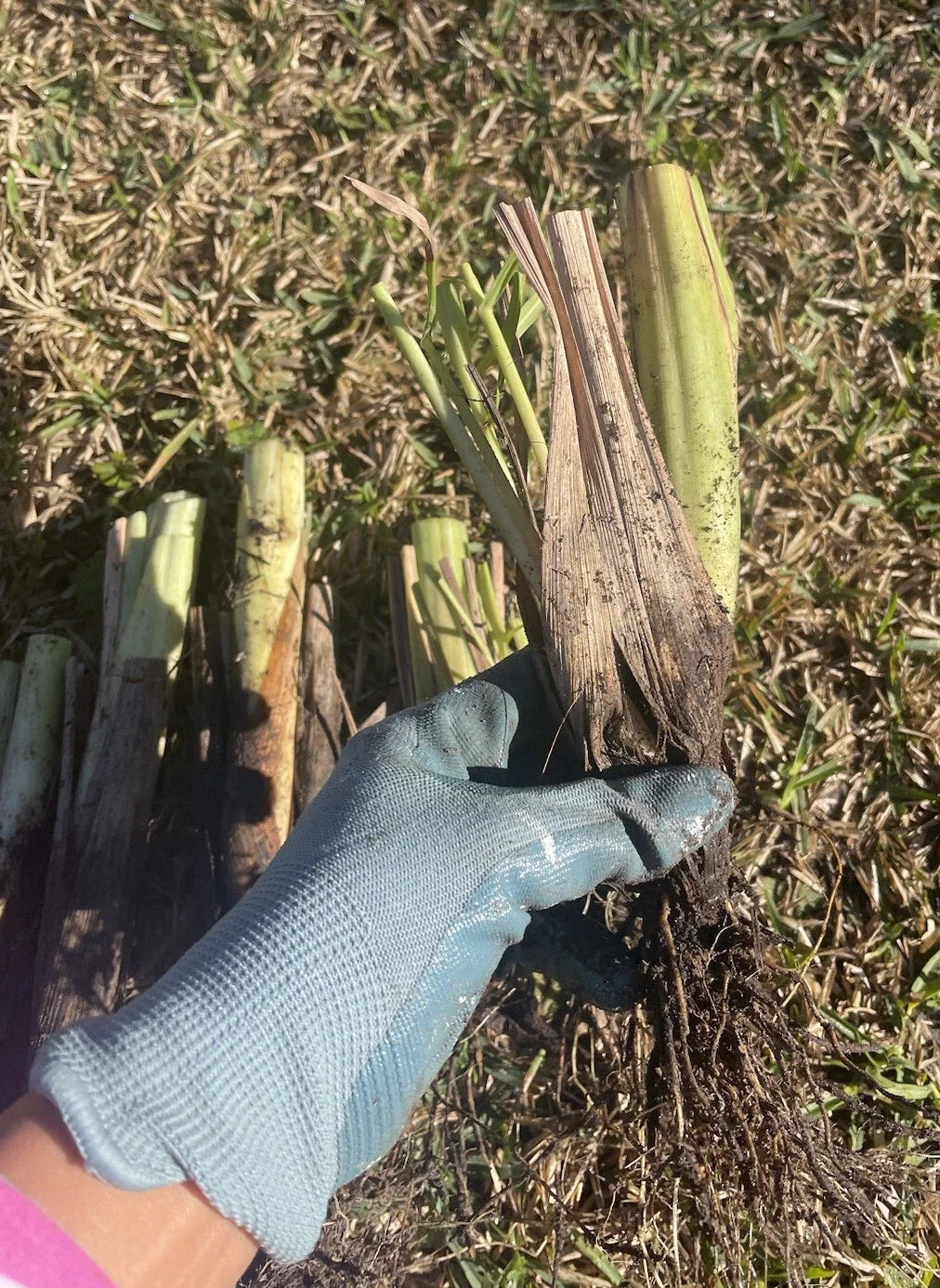 Live Lemongrass Plants - 4 Rooting Stalks for Cooking, Tea & Mosquito Repellent - Cymbopogon citratus