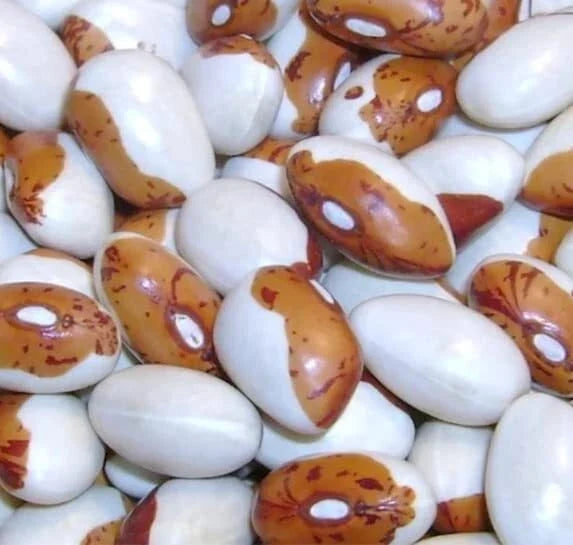 Hidatsa Shield Bean Seeds - 30 Heirloom Phaseolus vulgaris Climbing Vine for Planting, Nutrient-Rich, Easy to Grow