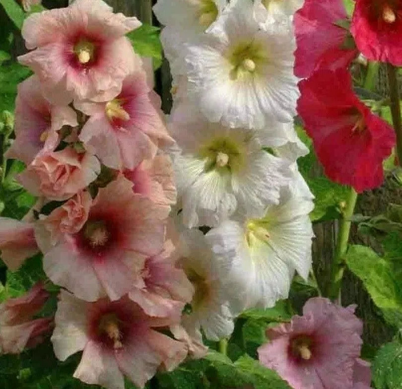 Hollyhock Flower Seeds Summer Carnival Mix - Perennial Alcea rosea Seeds