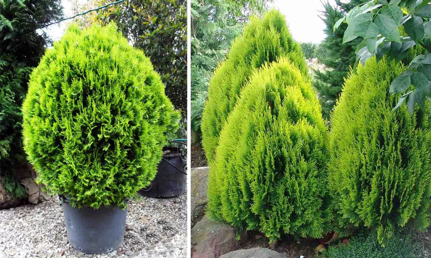 25 Seeds Chinese Arborvitae Thuja Orientalis - Fast Growing Privacy Hedge for Landscaping