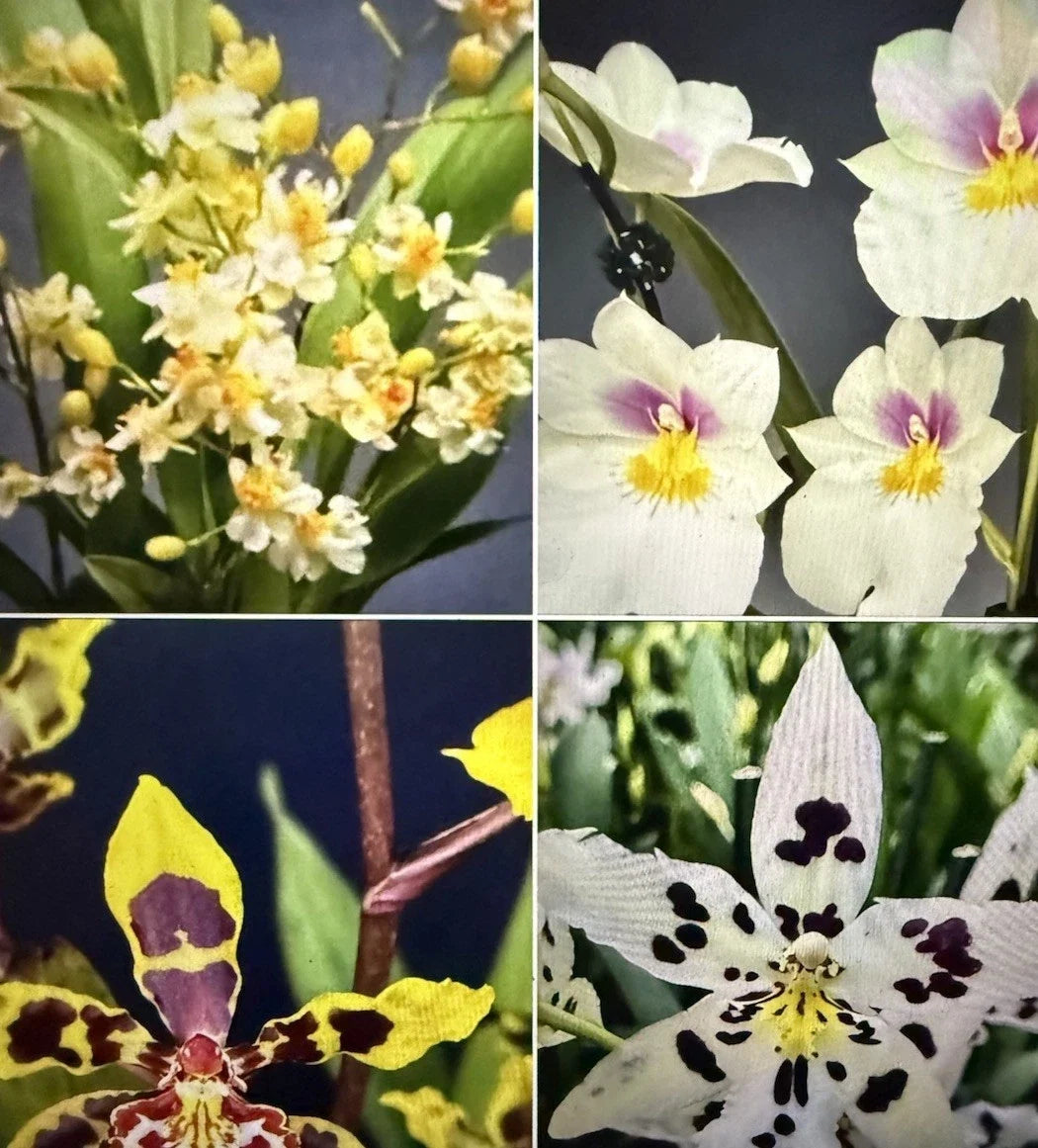 Orchid Plant Bulbs Set – Oncidium & Miltonia Bare Root Bulbs – Flowering Orchid Varieties for Indoor & Outdoor Gardens