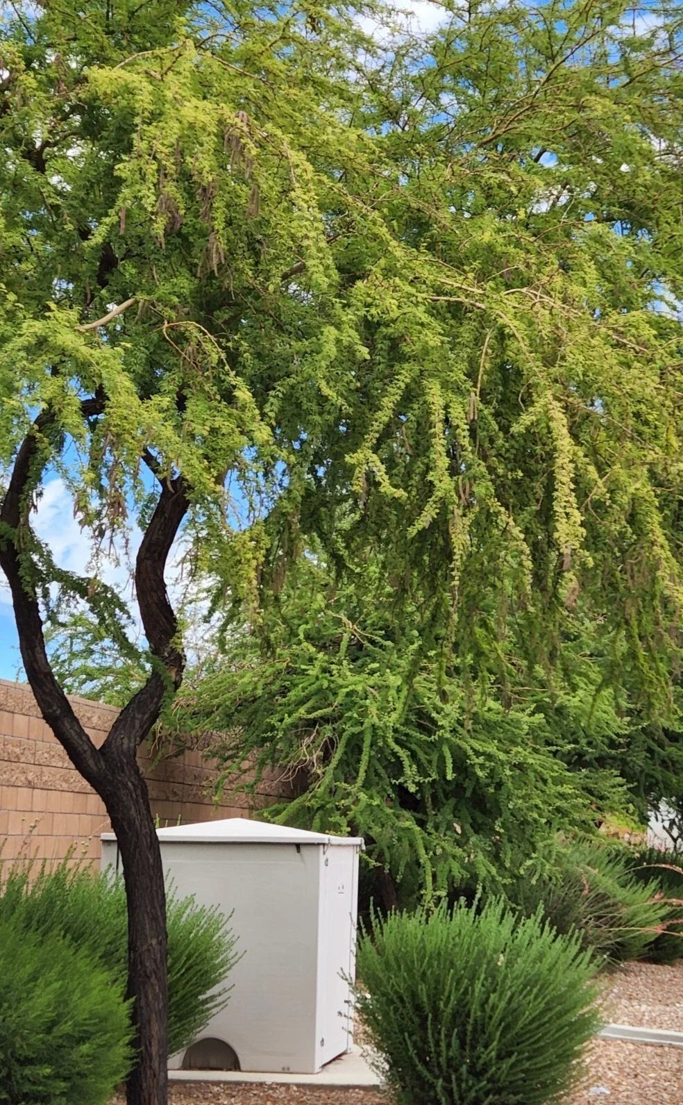Twisted Acacia Huisachillo Tree Seeds - 20 Rare Acacia Schaffneri Drought-Tolerant Native Plant Seeds