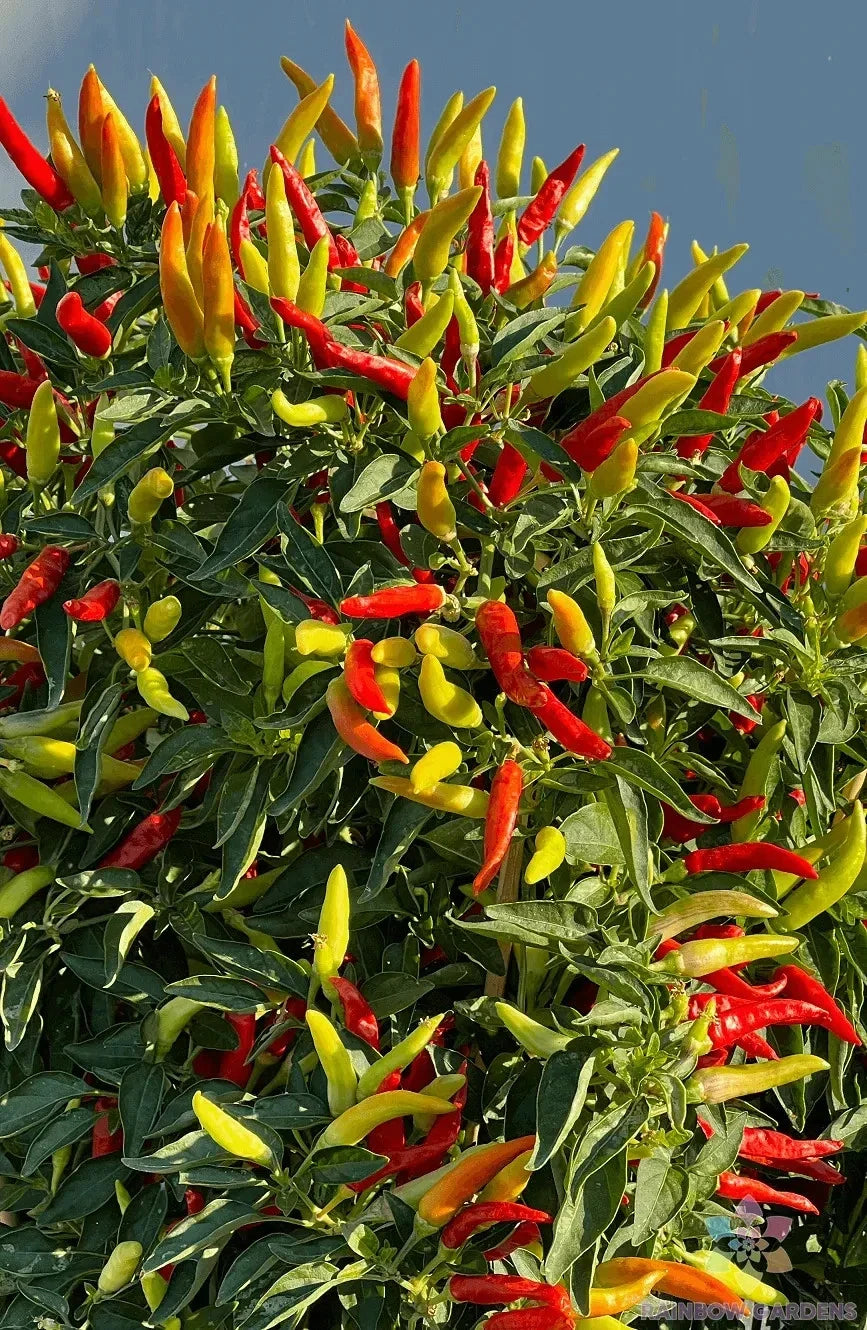 Tabasco Hot Pepper Seeds – 25+ Non-GMO Capsicum frutescens for Home Garden, Balcony, or Pot Cultivation