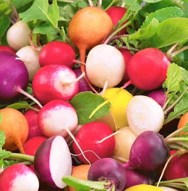 Rainbow Radish Seeds Mix - Colorful Raphanus sativus for Salad Garnishes, Organic, Non-GMO, Easy to Grow