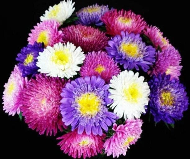 Aster Seeds - 'Standy Mix' Pack of 25 - Colorful Perennial Flowers - Aster spp.