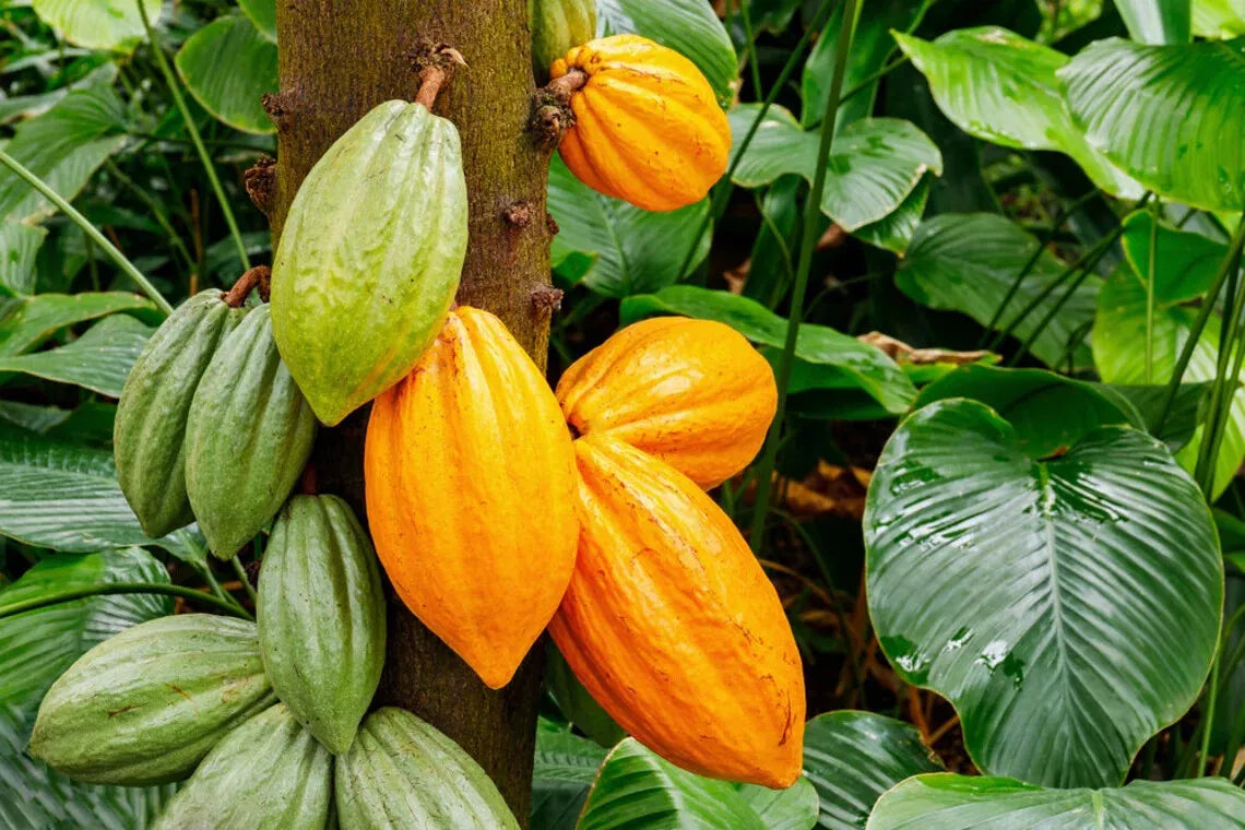 Cacao Tree Seeds for Planting - Rare Exotic Theobroma cacao - Tropical Indoor Garden Seeds