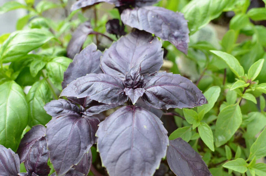 Red Rubin Basil Seeds - Dark Opal Improved NON-GMO Ocimum basilicum