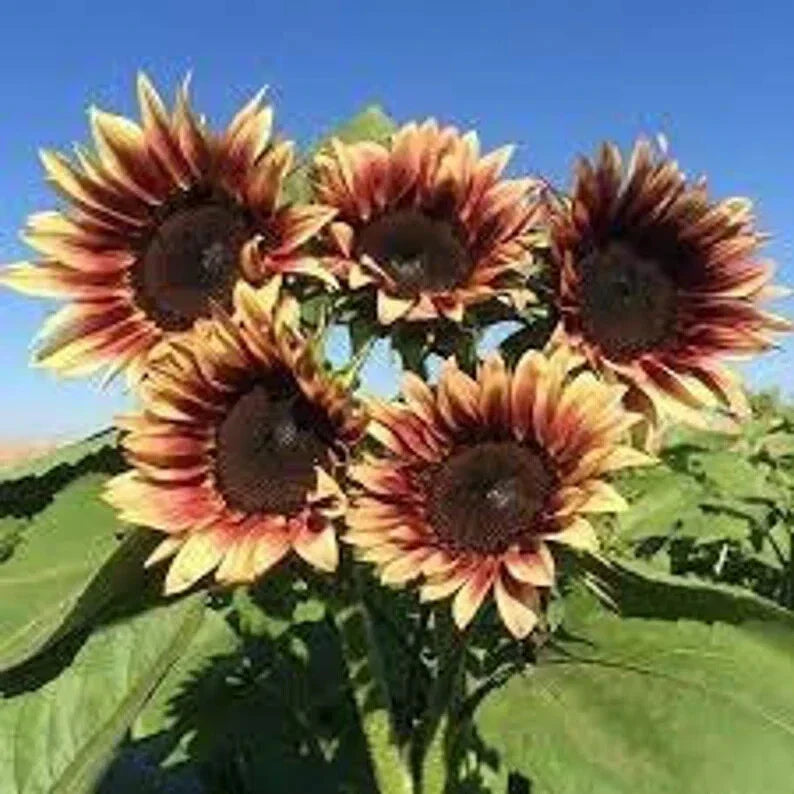 Organic Plum Sunflower Seeds - 20 Pack - Helianthus annuus - USA Grown