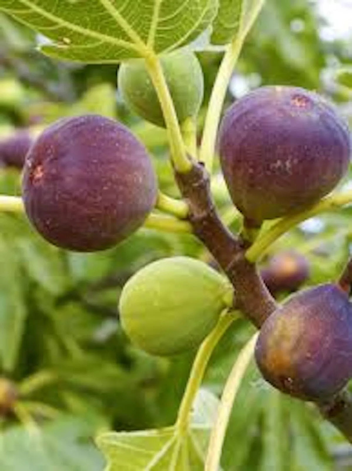 Brown Turkey Fig Tree Starter Plant - Ficus Carica Fruiting Bare Root Tree for Home Garden