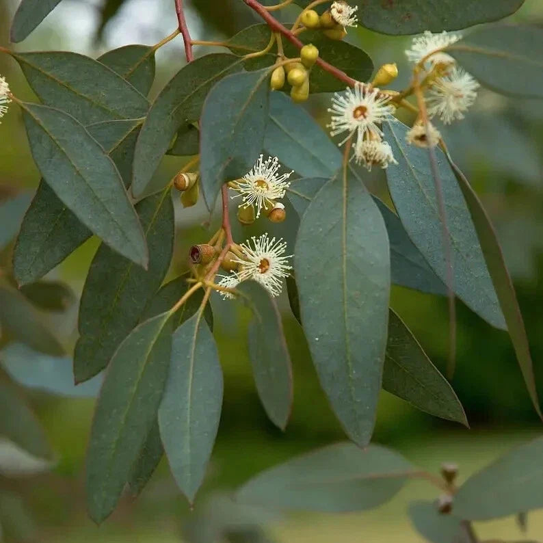 Peppermint Eucalyptus Seeds - 50 Perennial Tree Seeds - Eucalyptus dives - Aromatic, Fast-Growing, Beneficial Pollinator Attractant