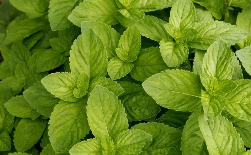 Spearmint Seeds Bulk 1000 Count - Mentha spicata Herb for Culinary, Tea & Aromatherapy