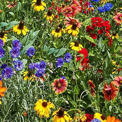 Southeastern Wildflower Seed Mix - 200 Non-GMO Native Wildflower Seeds for Pollinator Gardens - Eco-Friendly Garden Pack