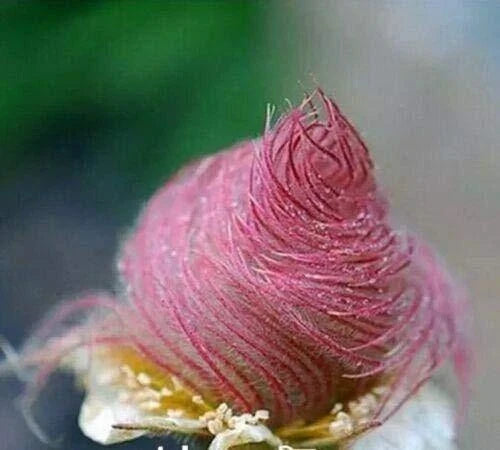 Prairie Smoke Seeds 50 Count Geum triflorum Native Wildflower for Pollinators and Drought Tolerance